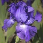 Double Dribble - reblooming tall bearded Iris