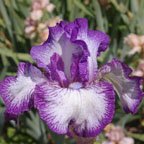 Double Shot - fragrant reblooming tall bearded Iris