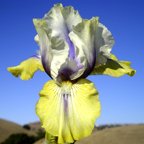 Double Your Fun - reblooming Intermediate bearded Iris