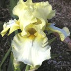 Doublemint - reblooming tall bearded Iris