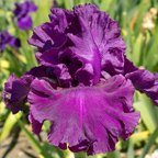 Dream Express - fragrant tall bearded Iris