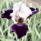 Dream Indigo - fragrant Intermediate bearded Iris