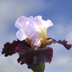 Dream Lord - tall bearded Iris