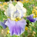 Dream of You - fragrant tall bearded Iris