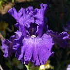 Drum Roll - tall bearded Iris