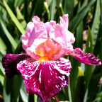 Drunk Skunk - fragrant tall bearded Iris