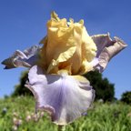 Dualtone - tall bearded Iris