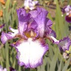 Duke of Earl - reblooming tall bearded Iris