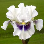 Dumbledore - Intermediate bearded Iris