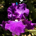 Dunsmuir - tall bearded Iris
