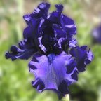 Dusky Challenger - fragrant reblooming tall bearded Iris