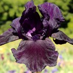 Dusky Dancer - tall bearded Iris