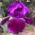 Dusky Flare - fragrant reblooming tall bearded Iris