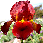 Dutch Chocolate - tall bearded Iris
