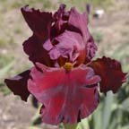 Dynamite - tall bearded Iris