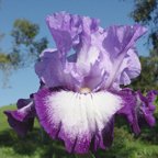 Eagle's Flight - tall bearded Iris