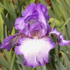 Earl Of Essex - fragrant reblooming tall bearded Iris