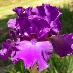 Earth's Dark Angel - fragrant tall bearded Iris