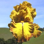 East Indian Spice - fragrant tall bearded Iris