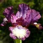 Easy To See - SDB Standard Dwarf Bearded