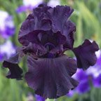 Ebony Angel - fragrant tall bearded Iris