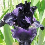 Ebony Dream - tall bearded Iris