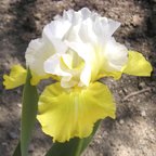 Echo de France - reblooming tall bearded Iris