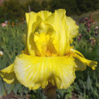 Echo Location - fragrant reblooming tall bearded Iris