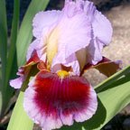 Ecstatic Echo - tall bearded Iris