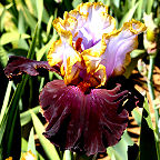 Edge of the World - fragrant reblooming tall bearded Iris