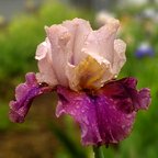 Edith P. Wheeler - fragrant reblooming tall bearded Iris