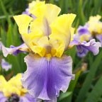 Edith Wolford - reblooming tall bearded Iris