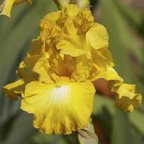 Eggnog - reblooming tall bearded Iris