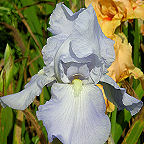Eleanor's Pride - tall bearded Iris
