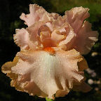 Electrabrite - fragrant tall bearded Iris