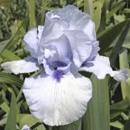 Electric Surge - fragrant tall bearded Iris