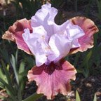 Electrique - fragrant tall bearded Iris