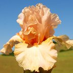 Elegant Answer - tall bearded Iris