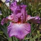 Elisa Renee - tall bearded Iris