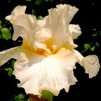 Ella LeClair - fragrant tall bearded Iris