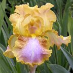 Elmer's Web - reblooming tall bearded Iris