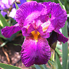 Elmohr - tall bearded Iris