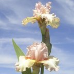 Elsiemae Nicholson - fragrant tall bearded Iris