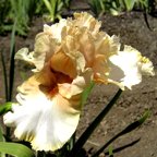 Elusive Charm - tall bearded Iris