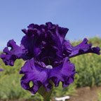 Emperor's Concerto - tall bearded Iris