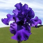 Emperor's Delight - fragrant tall bearded Iris