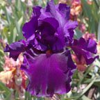 En Garde - tall bearded Iris