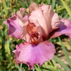 Enchanting - tall bearded Iris