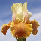 English Charm - reblooming tall bearded Iris