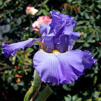 Ensign - fragrant Border bearded Iris